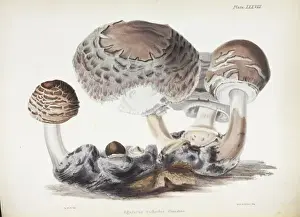 Bracket Fungi Species Impressions: Agaricus rachodes