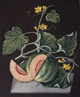 Angiosperm Flowering Plants Impressions: Amicua melon