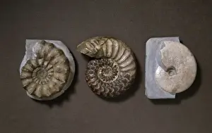 Lyme Regis Fossils Impressions: Ammonite selection