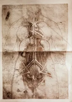 Leonardo Da Vinci Anatomy Impressions: Anatomical study