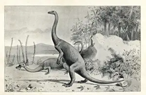 North American Dinosaurs Impressions: Anchisaurus polyzelus