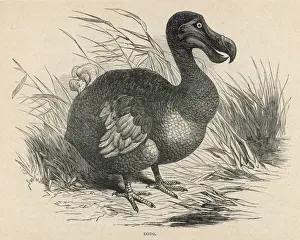 Impressions de Animals/Extinct/Dodo Columbiformes Impressions: Les animaux / Éteints / Dodu