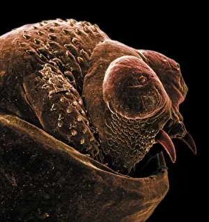 Coloured Scanning Electron Micrograph Impressions: The anus of a bot fly