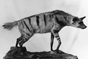 Loup De Mer Impressions: aRDWOLF
