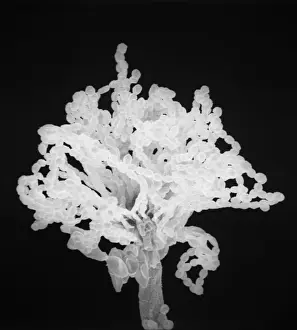 Scanning Electron Microscope Images Impressions: Aspergillus