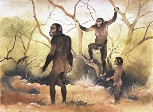 Australopithecus Afarensis Impressions: Australopithecus afarensis