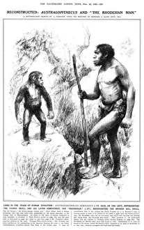 Impressions de Reconstitué : l'Australopithèque et le Rhodésien Miniopteridae Impressions: L'Australopithecus et l'Homme de Rhodésie