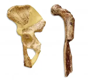 Hominid Fossil Discovery Impressions: Australopithecus sp. thigh & hip bone