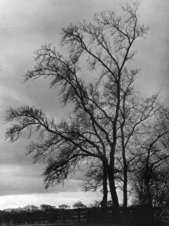Bare Trees In Winter Impressions: Bare Winter Trees
