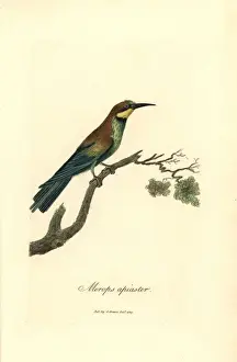 George Graves Engraving Impressions: Bee-eater, Merops apiaster
