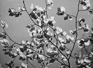 Beech Tree Leaves Impressions: Beech Leaves