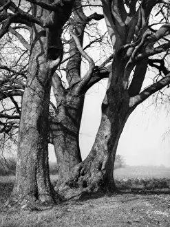 Beech Trees Impressions: Beech Trees