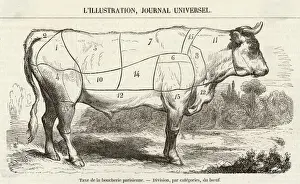 Images Liées Impressions: Coupes de Boeuf Diagramme 1855