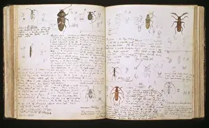Coccinelle Impressions: Beetles