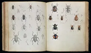Coccinelle Impressions: Beetles