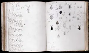 Coccinelle Impressions: Beetles