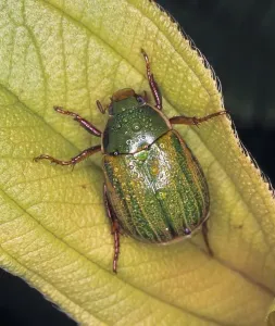 Coccinelle Impressions: Coléoptère charançon Anomala sp.