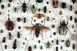 Coccinelle Impressions: Une collection de coléoptères.