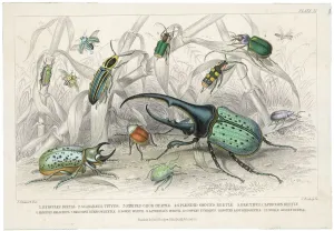 Coccinelle Impressions: Cocote d'Héros