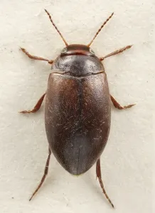 Coccinelle Impressions: Le Hydropore roux-rouge, coléoptère plongeur