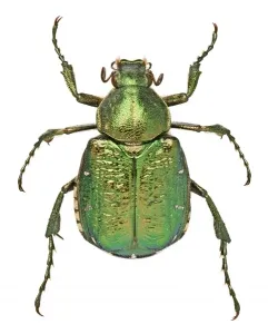 Coccinelle Impressions: Le Noble Chafer