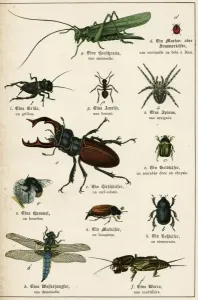 Coccinelle Impressions: Insectes divers C1880.
