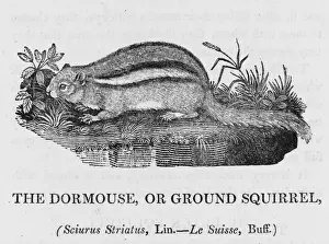 Bewick Prints Impressions: Bewick / Chipmunk