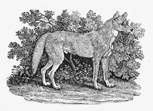 Whipsnade Zoo Animals Impressions: Bewick Dingo