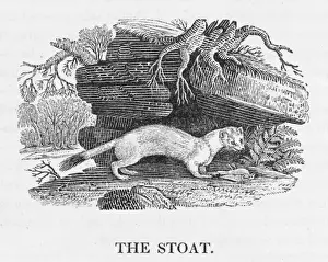 Mustelid Species Impressions: Bewick / Stoat