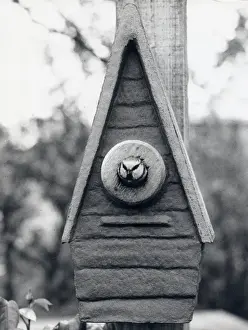 Blue Tit Nesting Box Impressions: Bird looking out of a nesting box