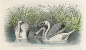 Trois Cygnes