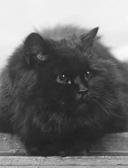 Impressions de Le champion noir du chat Cette grande et douce chauve-souris se repose confortablement Propriété de Capitaine St Barbe Date : 1935 Images Liées Impressions: Le chat noir