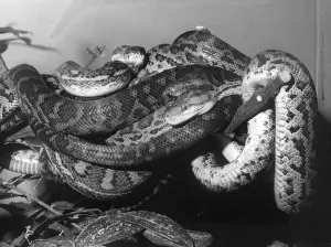 Tapis Python Impressions: Boas & Python