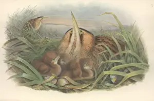 Eurasian Bittern Impressions: Botaurus stellaris, Eurasian bittern