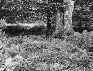 English Forest Scenery Impressions: BRACKEN