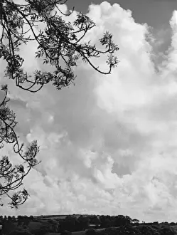 Atmospheric Cloud Formations Impressions: Branches and Clouds