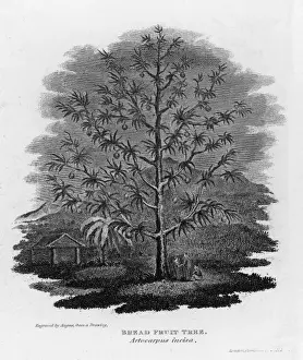 Fruit Tree Images Impressions: Breadfruit Tree