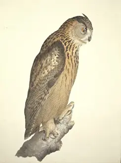 William MacGillivray Artwork Impressions: Bubo bubo, Eurasian eagle-owl