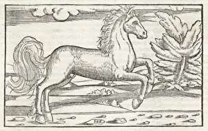 Peinture Impressions: BUCEPHALUS