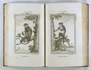 18th Century Prints Impressions: Buffon / Monkeys