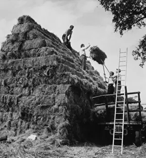 Farming In Britain Impressions: Building a Haystack