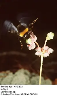 Insect Photography UK Impressions: BUMBLEBEE - In flight
