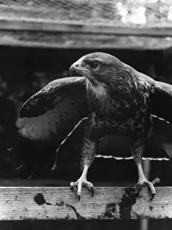 Vintage Bird Images Impressions: BUZZARD