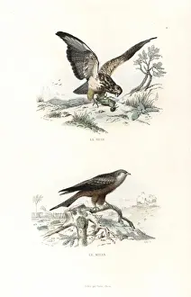 Bird Of Prey Illustrations Impressions: Buzzard and red kite