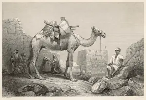 Camel Photography Impressions: Camel (Bartlett)