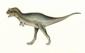 Mesozoic Era Animals Impressions: Carnotaurus