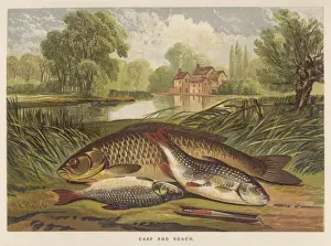 Fish Illustration Art Impressions: A Carp and a Roach