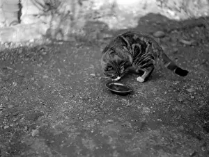 Historical Animal Prints Online Impressions: A Cat Drinking