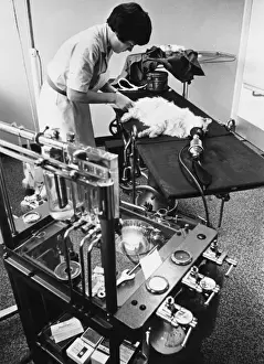 Veterinary Care For Cats Impressions: Cat on Operating Table