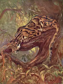 Chat Sauvage Impressions: Leopard de nuages